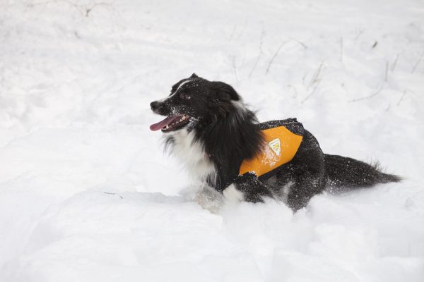 cane sulla neve dog snow